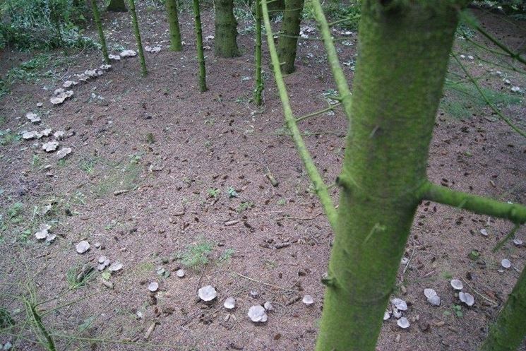 Il nebbiolo disposto in un cerchio delle streghe