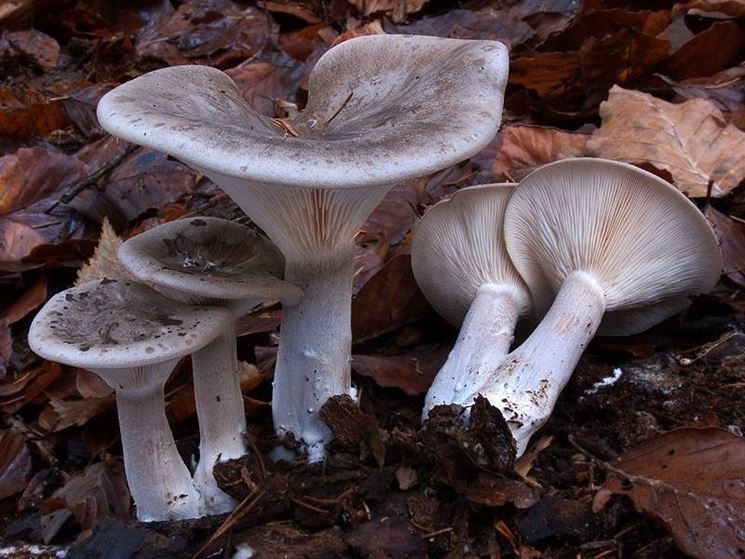 Esemplari di nebbiolo in natura