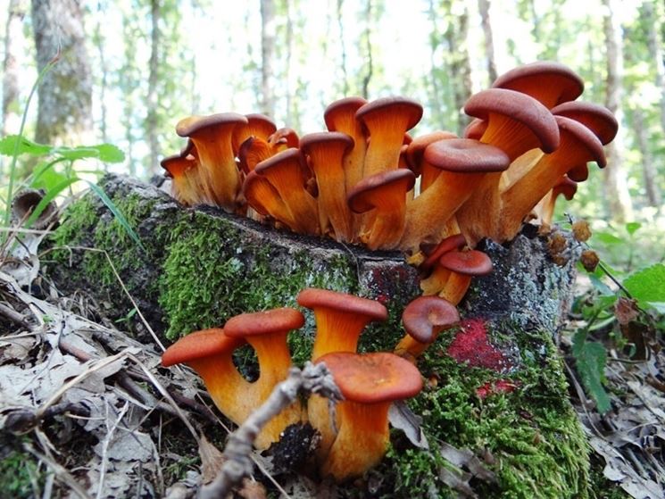 Gruppo di Omphalotus olearius cresciuto su un tronco