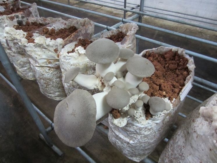 Come coltivare i Pleurotus