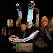 Vari esemplari in mostra, e sezione, di Phallus impudicus