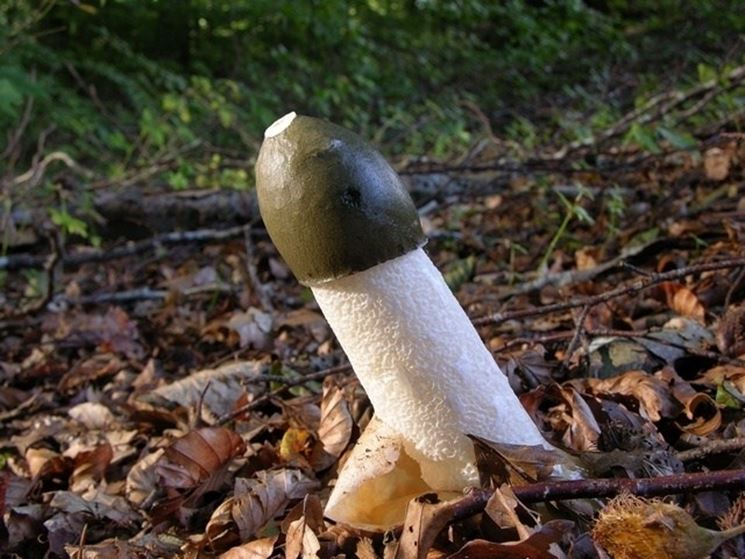 Cappello verde oliva di un esemplare di Phallus impudicus ancora giovane