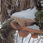 Il Pleurotus ostreatus  detto gelone perch resiste bene al freddo; qui appare sepolto dalla neve