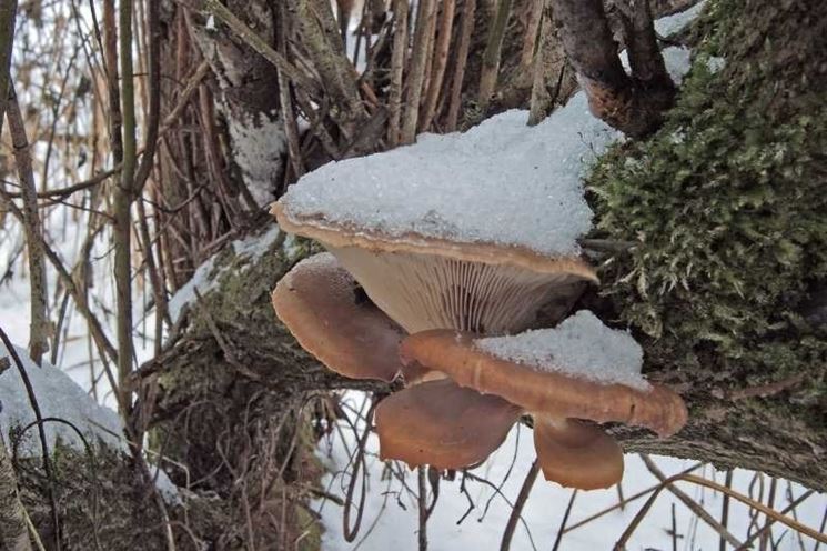 Il Pleurotus ostreatus  detto gelone perch resiste bene al freddo; qui appare sepolto dalla neve