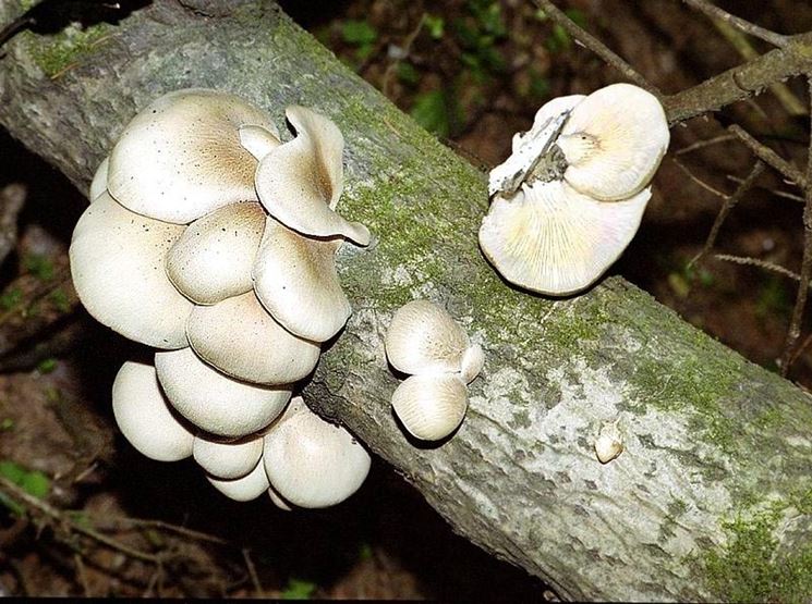 Esemplari di Pleurotus ostreatus nati su un ceppo morto