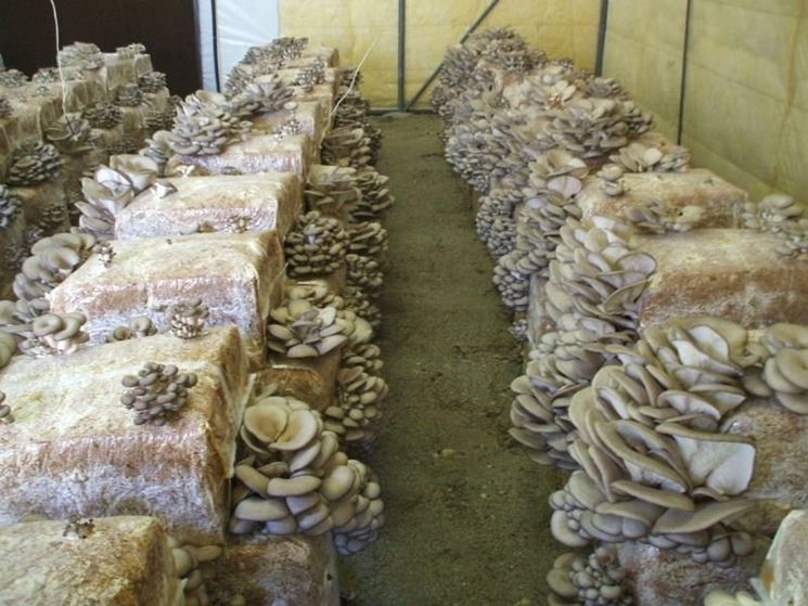 Il Pleurotus ostreatus viene anche coltivato per le sue virt medicinali