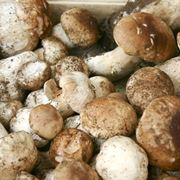 Funghi porcini appena raccolti