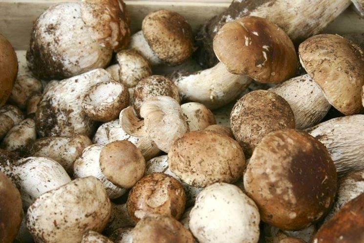 Funghi porcini appena raccolti