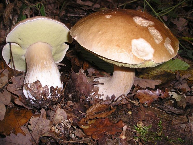 Funghi porcini nel sottobosco