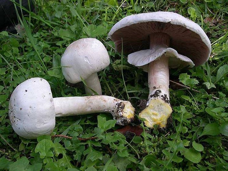 Agaricus xanthoderma