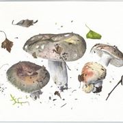 Illustrazione di Russula cyanoxantha