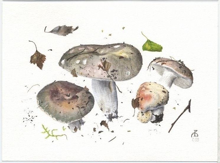 Illustrazione di Russula cyanoxantha