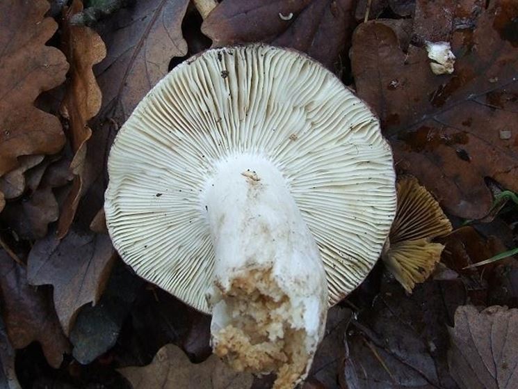 Le lamelle della Russula cyanoxantha