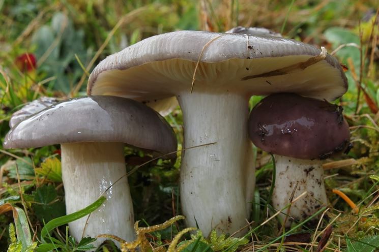 Esemplari di Russula cyanoxantha nel loro habitat naturale