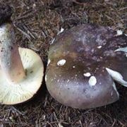 russula cyanoxantha