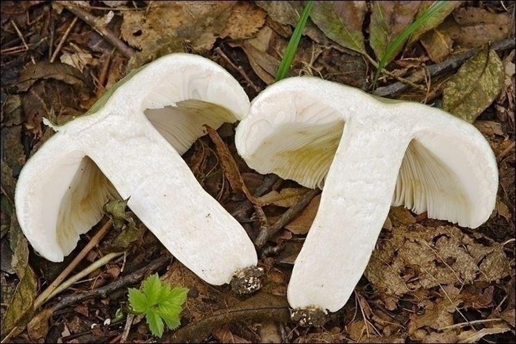 La particolare consistenza delle carni della Russula virescens