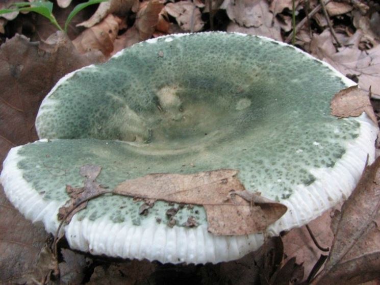 Il verde cappello della Russula virescens