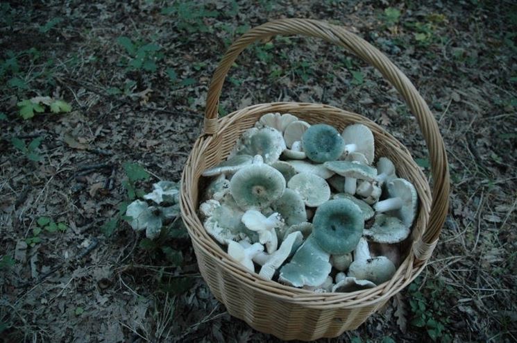 Un cestino di Russula virescens