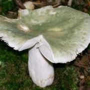 russula fungo