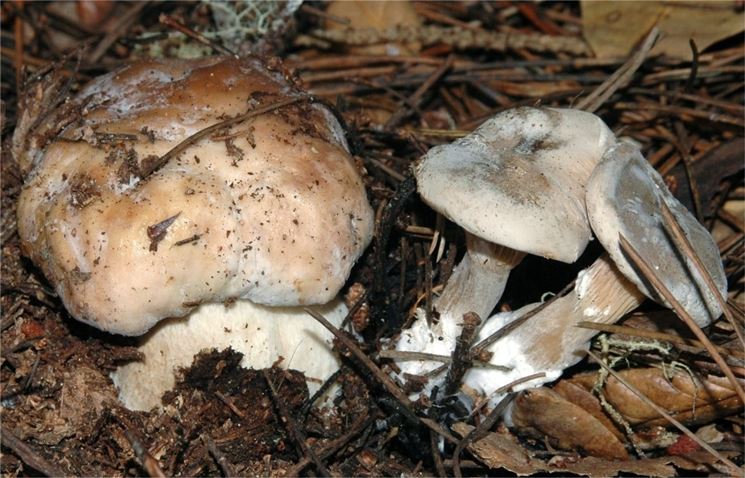 Un fungo porcino con la sua sentinella, il fungo spione