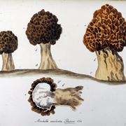 Disegno botanico della varietà Morchella Esculenta