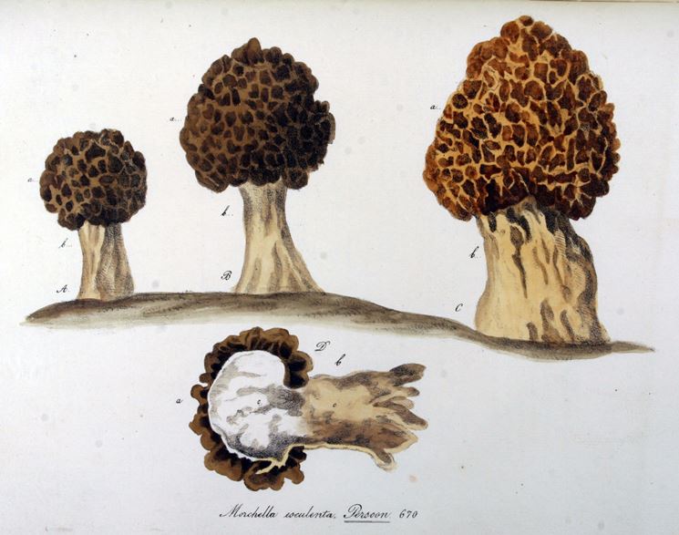 Disegno botanico della variet Morchella Esculenta