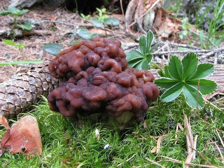 Un esemplare di Gyromitra esculenta, che si pu confondere con la spugnola