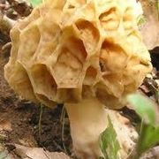 funghi spugnole