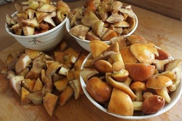 Esemplari di Suillus granulatus pronti per essere cucinati