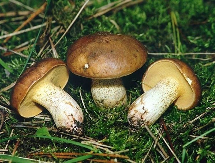 Esemplari di Suillus collinitus, specie che pu essere confusa con il Suillus granulatus