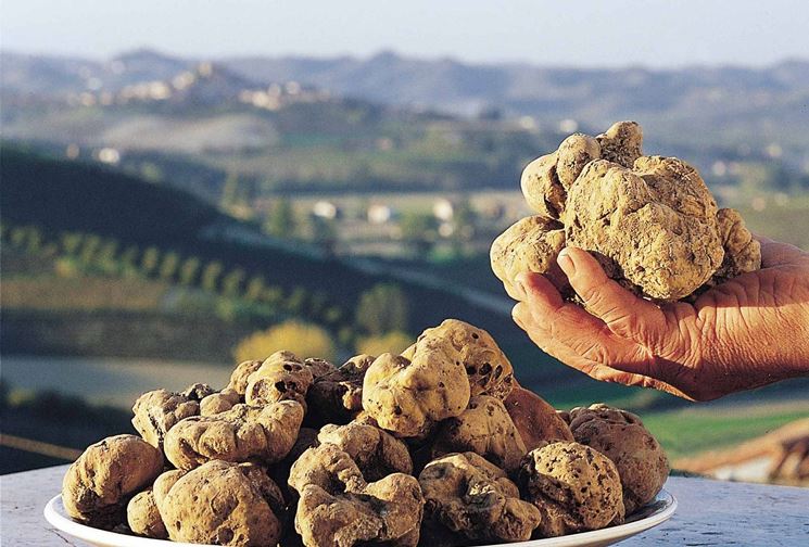 Variet di tartufo bianco