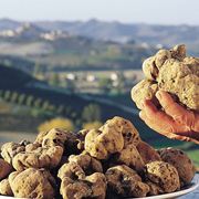 Tartufo d'Alba