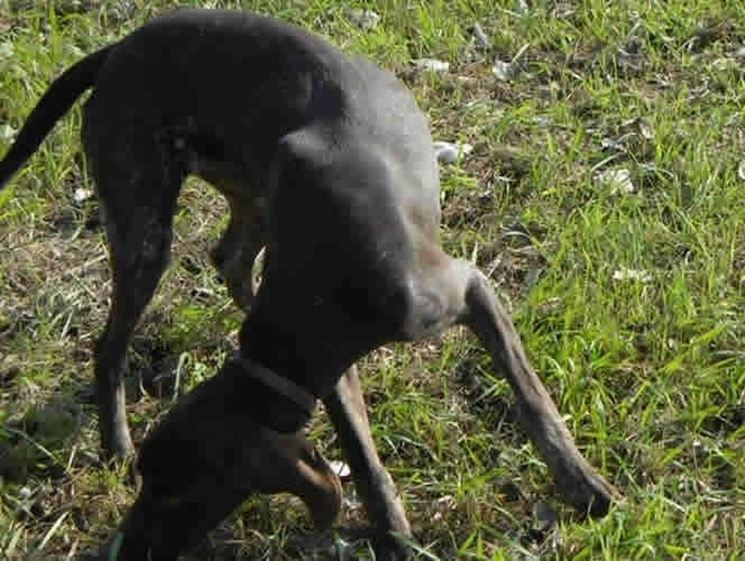 Un cane da tartufi all'opera