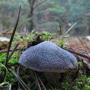 Un esemplare giovane di Tricholoma terreum