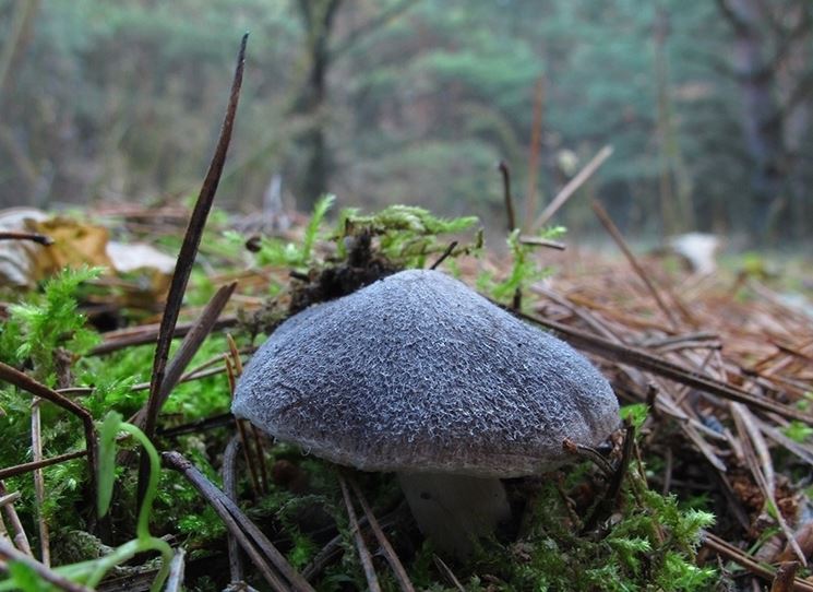 Un esemplare giovane di Tricholoma terreum