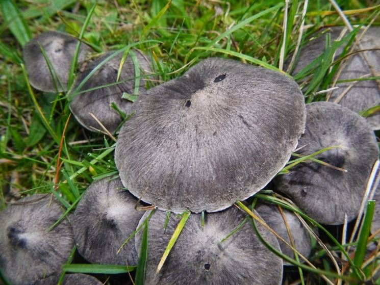 Esemplari adulti di Tricholoma terreum