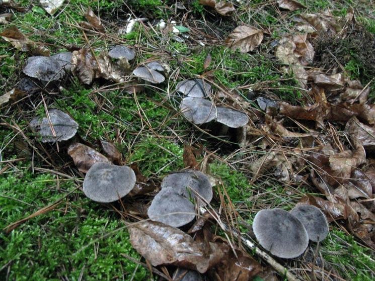 Un gruppetto di Tricholoma terreum nel sottobosco di una pineta