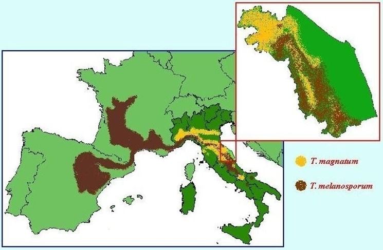 mappa di produzione del Tuber magnatum in Italia