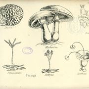 Illustrazione botanica di funghi e tartufi