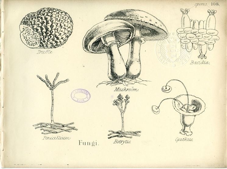 Illustrazione botanica di funghi e tartufi