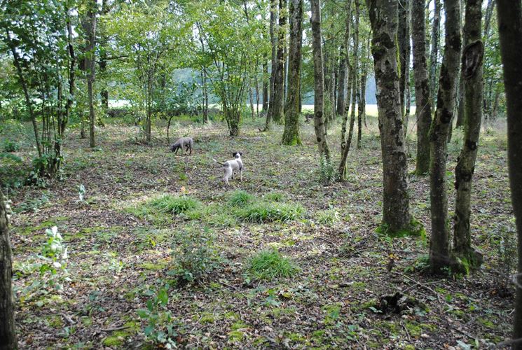 Cani alla ricerca di tartufi in un bosco di latifoglie