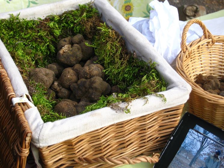 Una bella raccolta di Tuber melanosporum