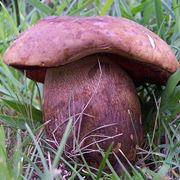 Fungo Boletus Luridus