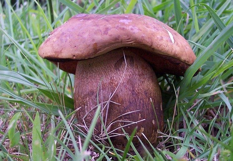 Fungo Boletus Luridus