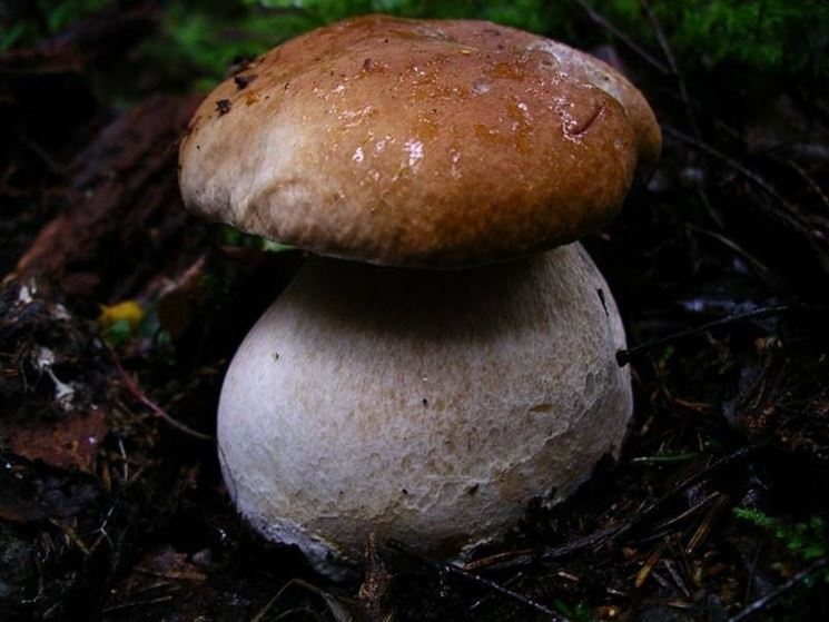 Fungo Boletus Edulis