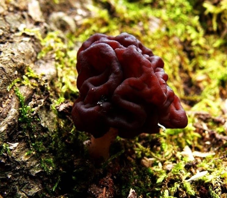 Gyromitra Esculenta