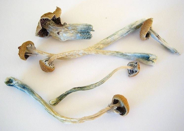 Funghi Psilosybe Cubensis