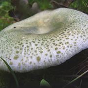 Esemplare di Russula virescens, ovvero verdone