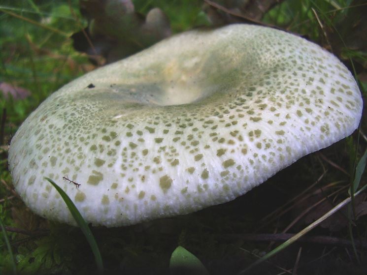 Esemplare di Russula virescens, ovvero verdone