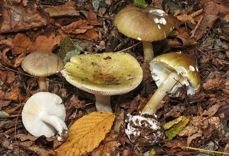 Russula virescens e Amanita phalloides, due specie di funghi molto simili